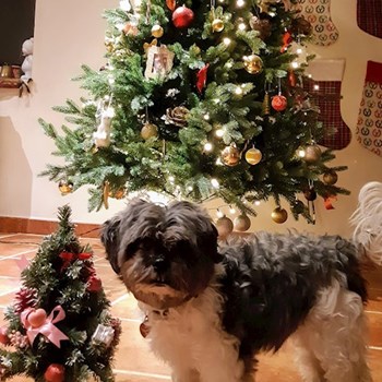 thumbnail petsitter Praha 8 or pet nanny for dogs