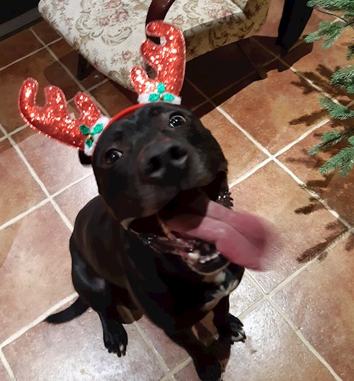 Kateřina- petsitter Praha 8 or Pet nanny for dogs