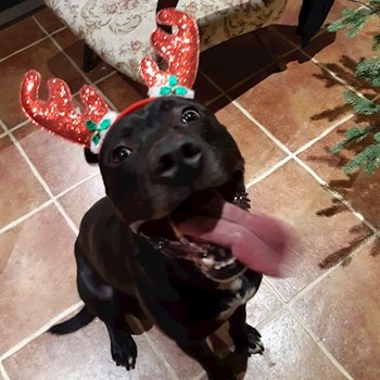 thumbnail petsitter Praha 8 or pet nanny for dogs