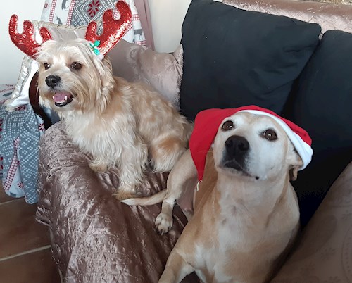 Kateřina- petsitter Praha 8 or Pet nanny for dogs