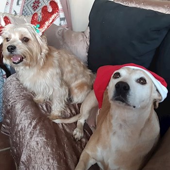 thumbnail petsitter Praha 8 or pet nanny for dogs