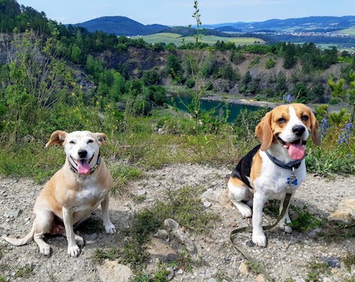 Kateřina- petsitter Praha 8 or Pet nanny for dogs