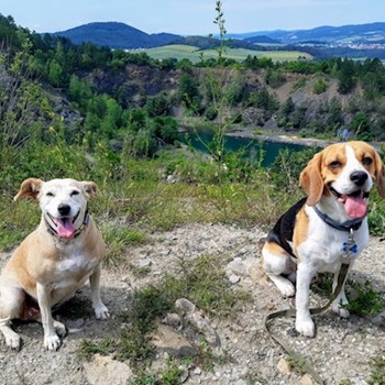 thumbnail petsitter Praha 8 or pet nanny for dogs