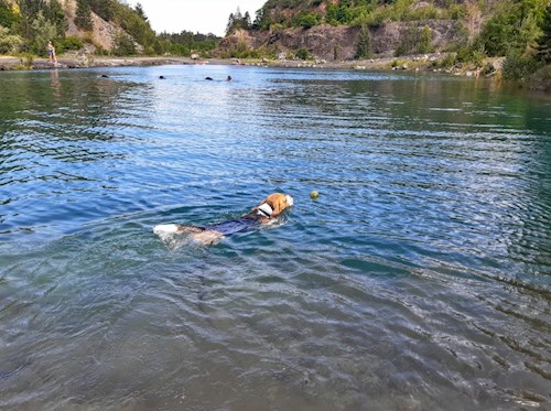 Kateřina- petsitter Praha 8 or Pet nanny for dogs