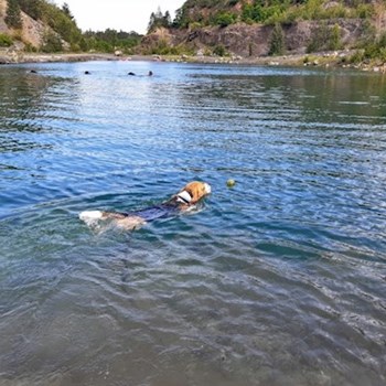 thumbnail petsitter Praha 8 or pet nanny for dogs