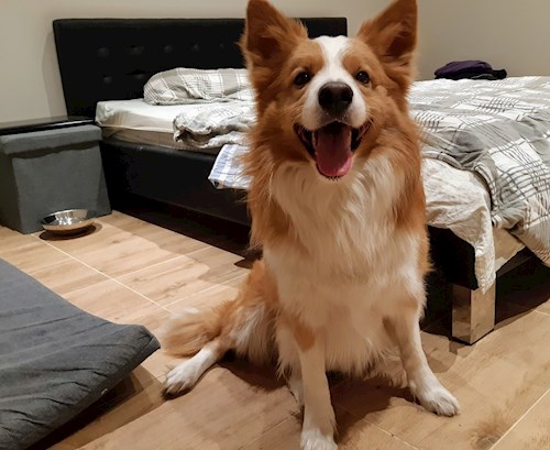 Kateřina- petsitter Praha 8 or Pet nanny for dogs