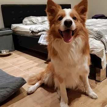 thumbnail petsitter Praha 8 or pet nanny for dogs