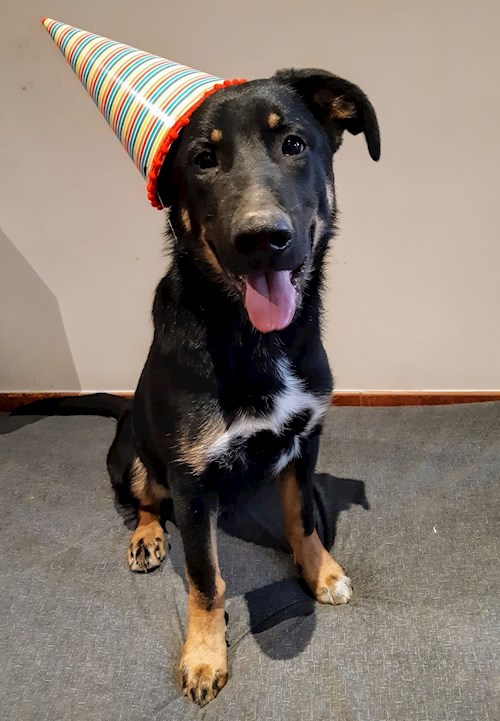 Kateřina- petsitter Praha 8 or Pet nanny for dogs