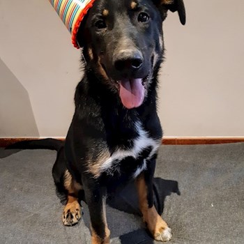 thumbnail petsitter Praha 8 or pet nanny for dogs