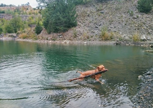 Kateřina- petsitter Praha 8 or Pet nanny for dogs