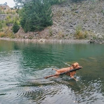 thumbnail petsitter Praha 8 or pet nanny for dogs