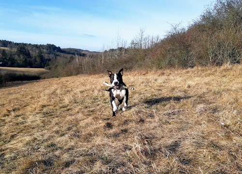 Kateřina- petsitter Praha 8 or Pet nanny for dogs