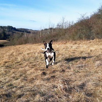 thumbnail petsitter Praha 8 or pet nanny for dogs