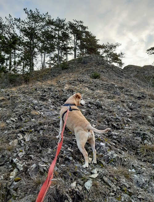 Kateřina- petsitter Praha 8 or Pet nanny for dogs