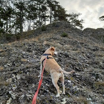 thumbnail petsitter Praha 8 or pet nanny for dogs