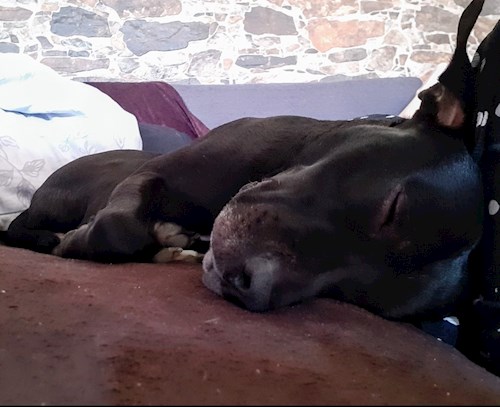 Kateřina- petsitter Praha 8 or Pet nanny for dogs