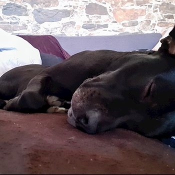 thumbnail petsitter Praha 8 or pet nanny for dogs