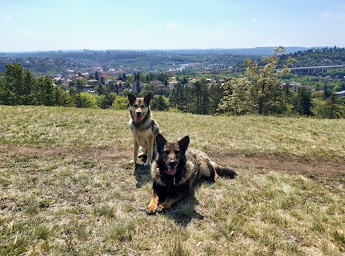 Kateřina- petsitter Praha 8 or Pet nanny for dogs