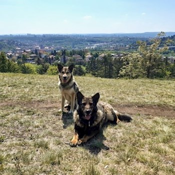 thumbnail petsitter Praha 8 or pet nanny for dogs