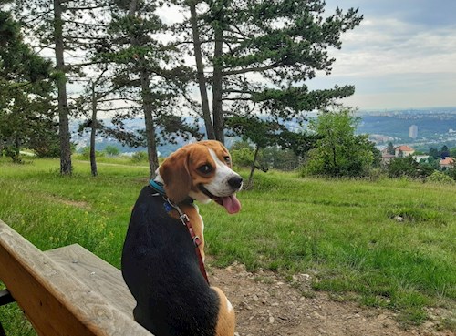 Kateřina- petsitter Praha 8 or Pet nanny for dogs