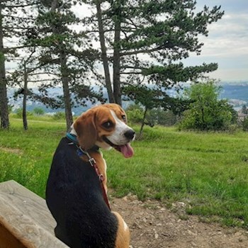 thumbnail petsitter Praha 8 or pet nanny for dogs