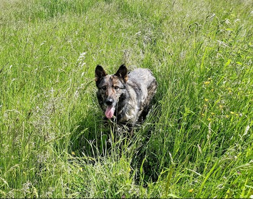 Kateřina- petsitter Praha 8 or Pet nanny for dogs