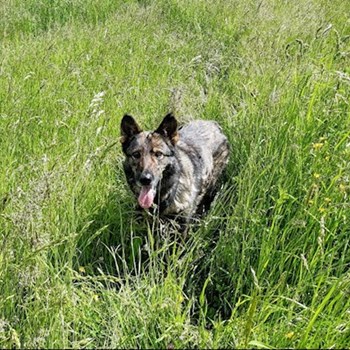 thumbnail petsitter Praha 8 or pet nanny for dogs