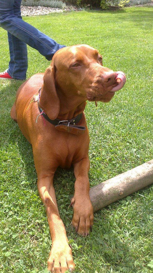 Lucie- petsitter Štáblovice nebo Páníček pro psi kočky