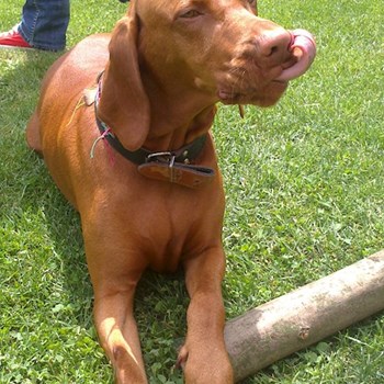 thumbnail petsitter Štáblovice nebo páníček pro psi kočky