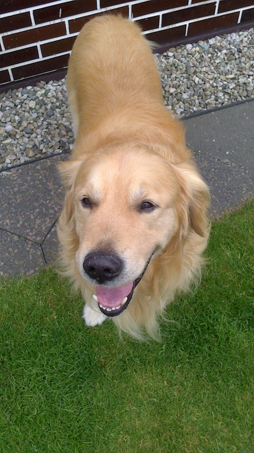 Lucie- petsitter Štáblovice nebo Páníček pro psi kočky