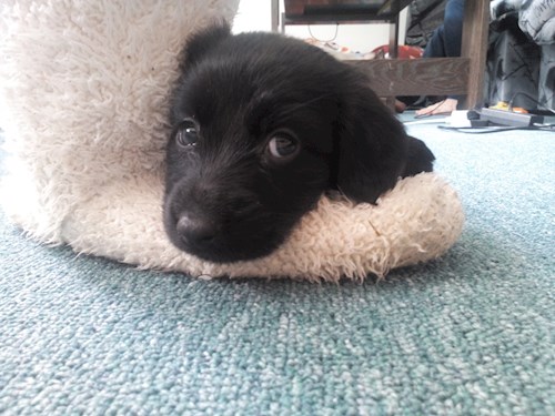 Lucie- petsitter Štáblovice nebo Páníček pro psi kočky