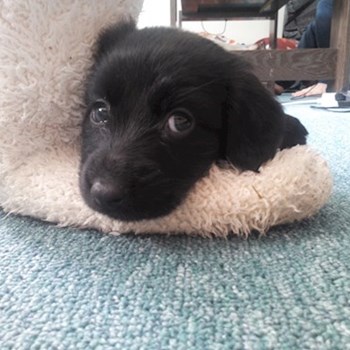 thumbnail petsitter Štáblovice nebo páníček pro psi kočky