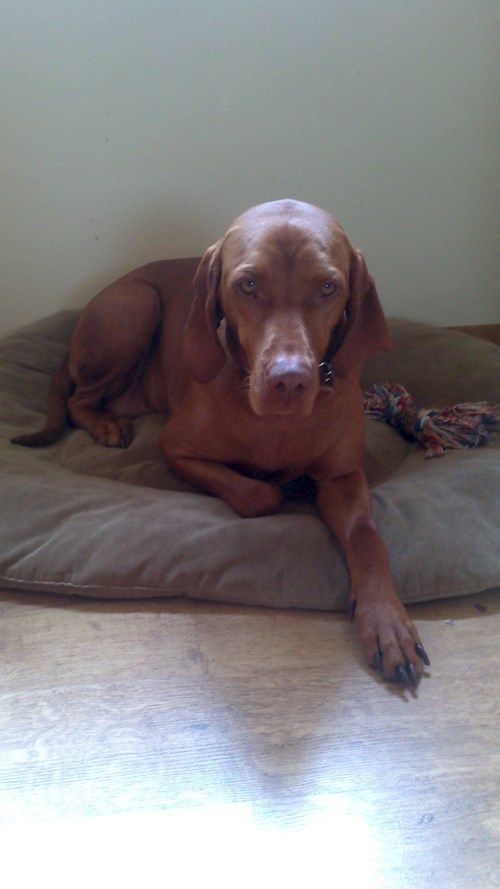 Lucie- petsitter Štáblovice nebo Páníček pro psi kočky