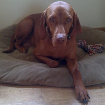 thumbnail petsitter Štáblovice nebo páníček pro psi kočky