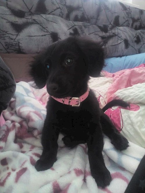 Lucie- petsitter Štáblovice nebo Páníček pro psi kočky