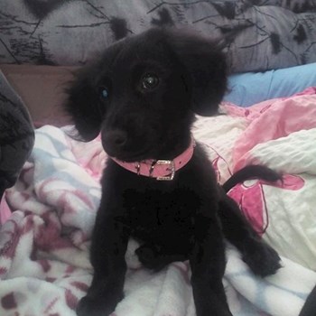 thumbnail petsitter Štáblovice nebo páníček pro psi kočky