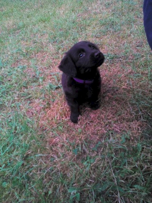 Lucie- petsitter Štáblovice nebo Páníček pro psi kočky