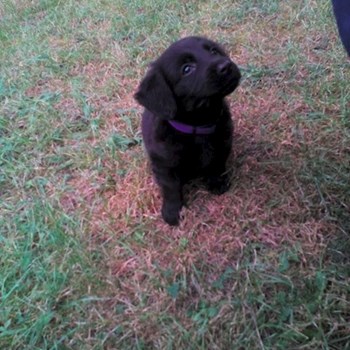 thumbnail petsitter Štáblovice nebo páníček pro psi kočky