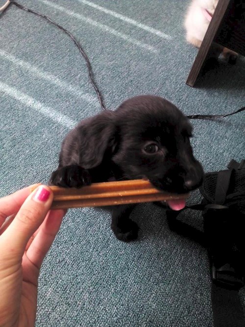 Lucie- petsitter Štáblovice nebo Páníček pro psi kočky