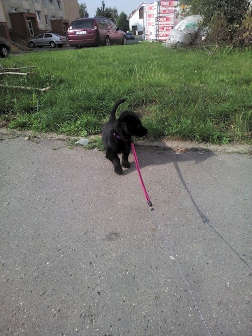 Lucie- petsitter Štáblovice nebo Páníček pro psi kočky