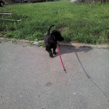 thumbnail petsitter Štáblovice nebo páníček pro psi kočky