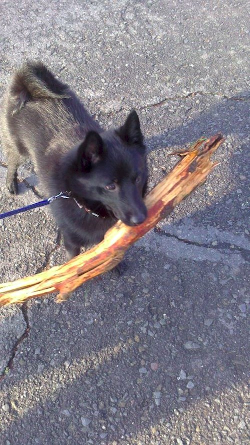 Lucie- petsitter Štáblovice nebo Páníček pro psi kočky