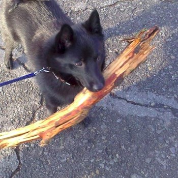 thumbnail petsitter Štáblovice nebo páníček pro psi kočky