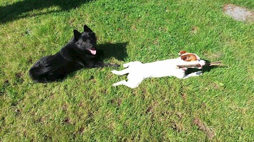 Lucie- petsitter Štáblovice nebo Páníček pro psi kočky