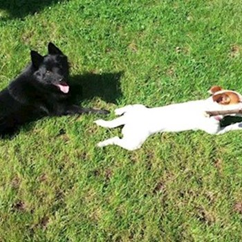 thumbnail petsitter Štáblovice nebo páníček pro psi kočky