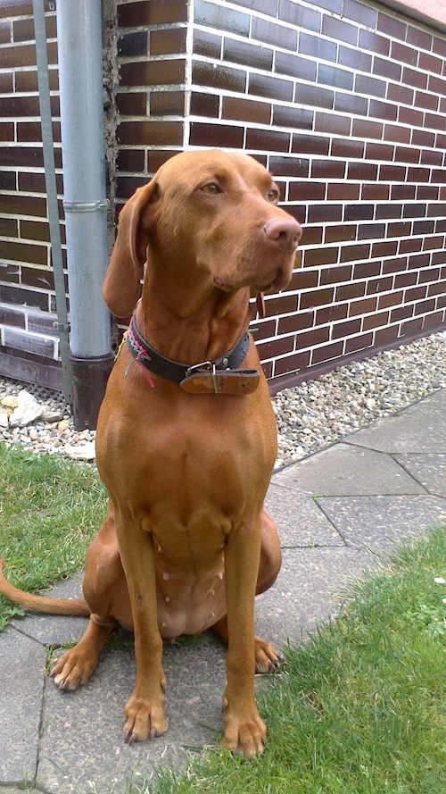 Lucie- petsitter Štáblovice nebo Páníček pro psi kočky