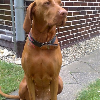 thumbnail petsitter Štáblovice nebo páníček pro psi kočky