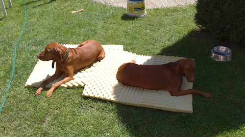 Lucie- petsitter Štáblovice nebo Páníček pro psi kočky