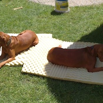 thumbnail petsitter Štáblovice nebo páníček pro psi kočky