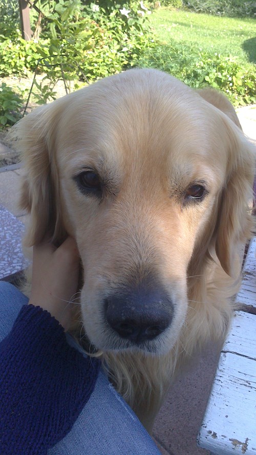 Lucie- petsitter Štáblovice nebo Páníček pro psi kočky